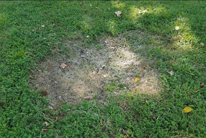 Turftenders grub issues