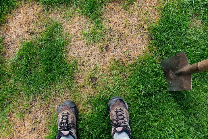 Turftenders lime treatment top down