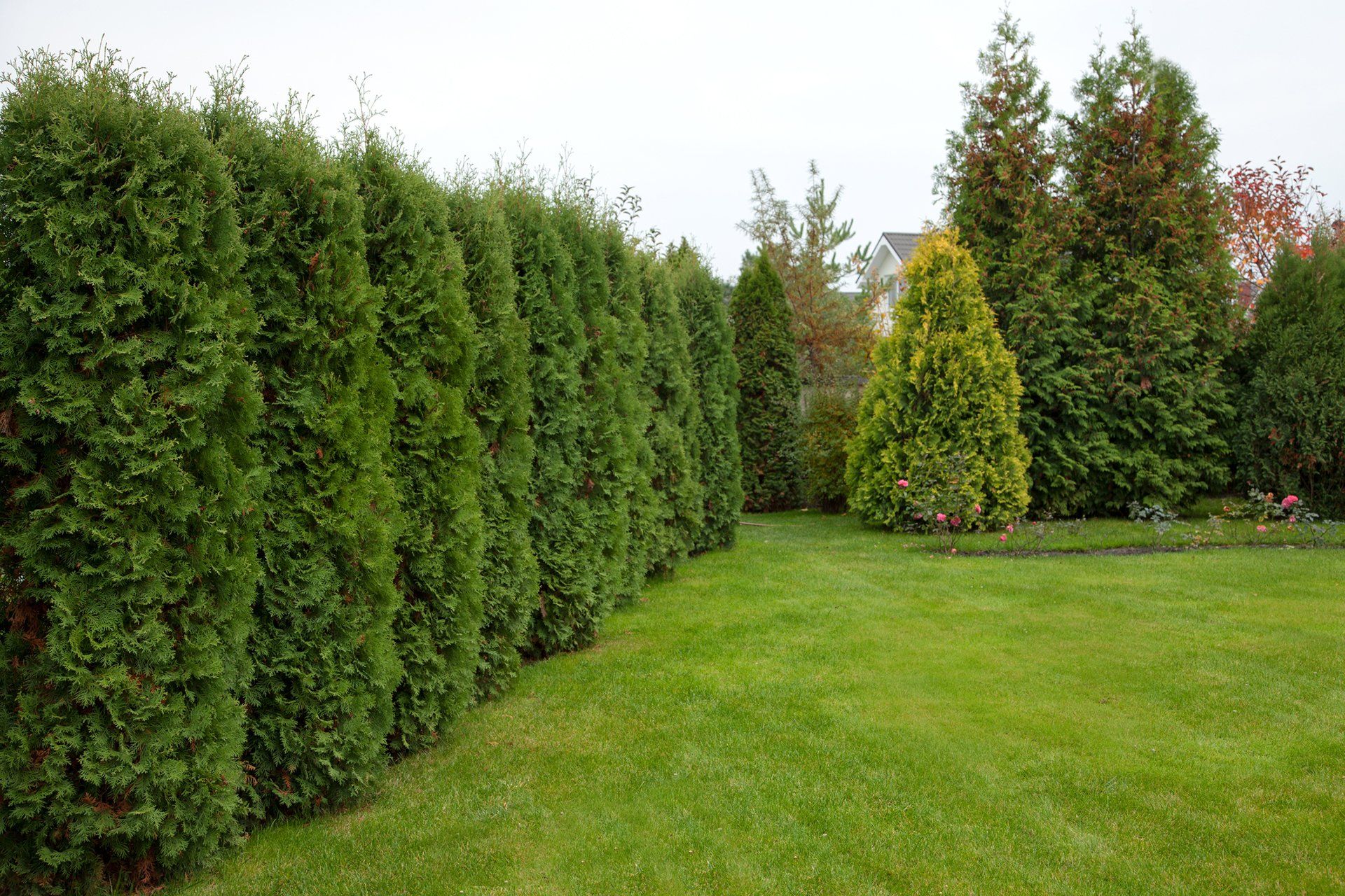 Turftenders tree and shrub care